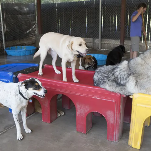 Multiple big dogs playing on a playset.